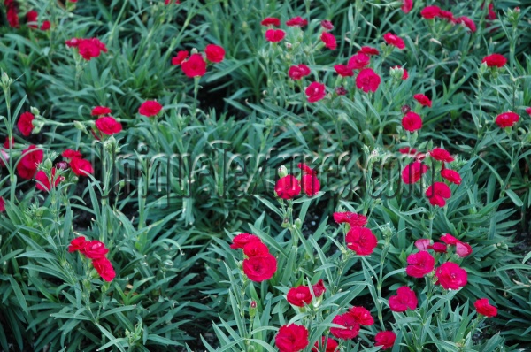 flowers natural leaves