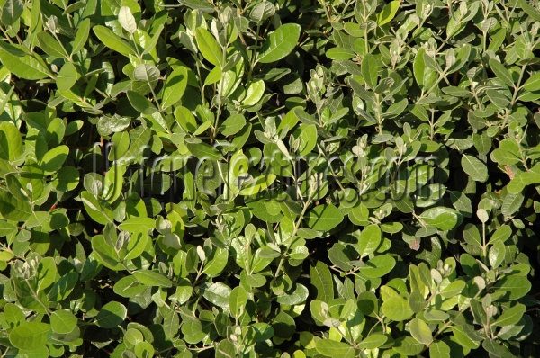 green tree/plant natural random leaves 