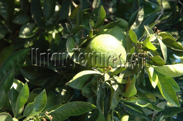 green tree/plant food natural round leaves   