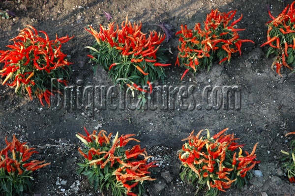 red tree/plant food natural random leaves  