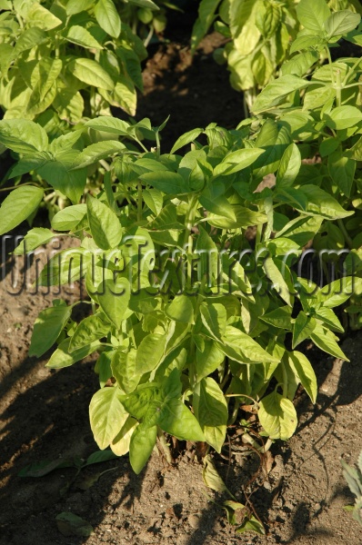 green tree/plant food natural random leaves 