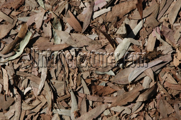 leaves floor random dead natural tree/plant dark brown  