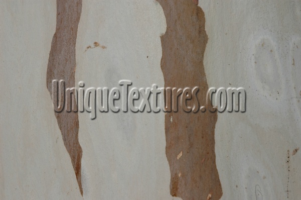 random natural wood tree/plant multicolored tan/beige    