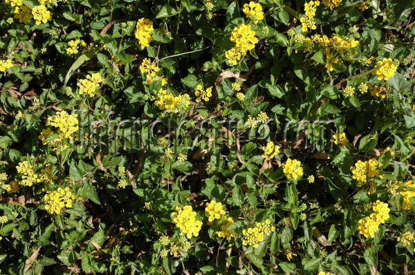 random natural flowers grass multicolored green yellow