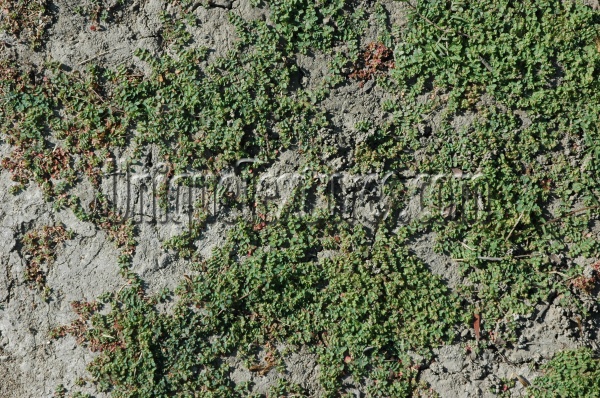 floor random natural grass earth gray green    