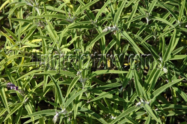 leaves random natural tree/plant green