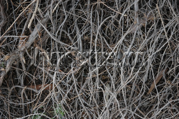 roots/twigs random dead natural wood tree/plant gray   