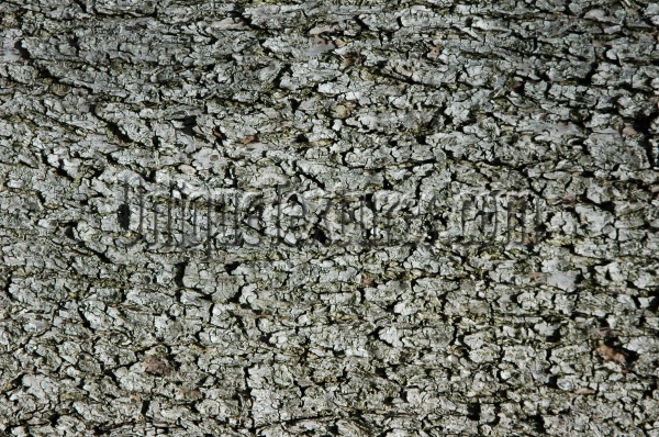 bark rough natural wood gray  