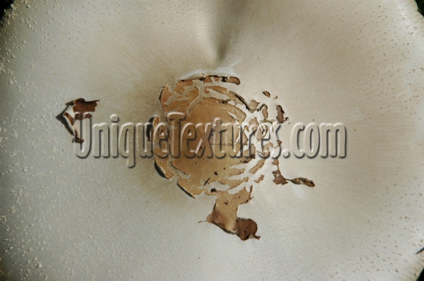 cracked/chipped random natural miscellaneous tree/plant tan/beige   