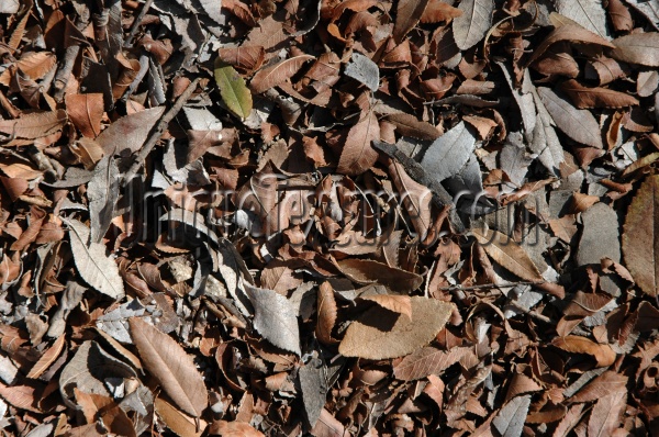 leaves floor random dead natural tree/plant dark brown  