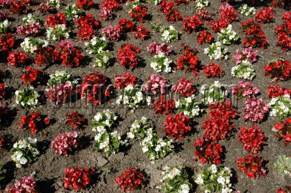 random natural oblique flowers multicolored  