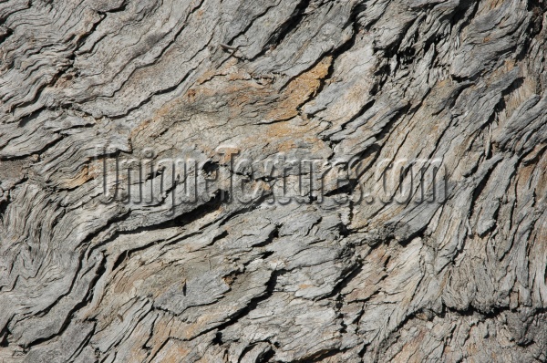 bark cracked/chipped weathered natural wood gray  
