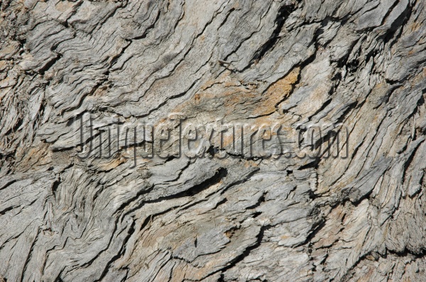 bark cracked/chipped weathered natural wood tan/beige gray  