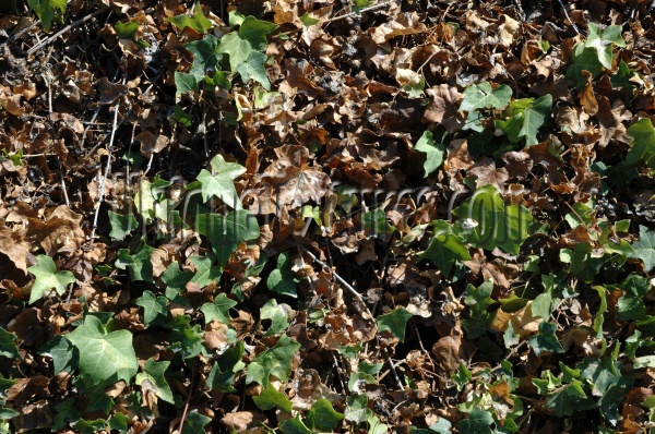 leaves random dead natural tree/plant grass dark brown    