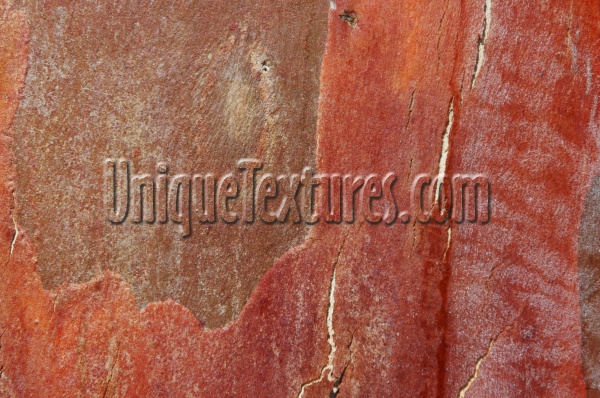 bark random cracked/chipped natural tree/plant red      