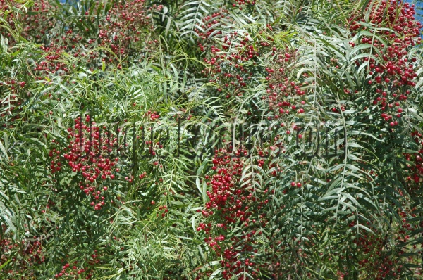 leaves natural tree/plant multicolored green