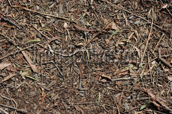 bark roots/twigs floor random dead natural wood grass dark brown  
