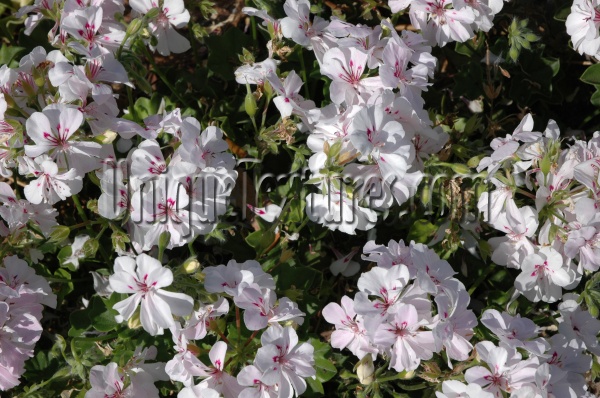 natural flowers multicolored white green