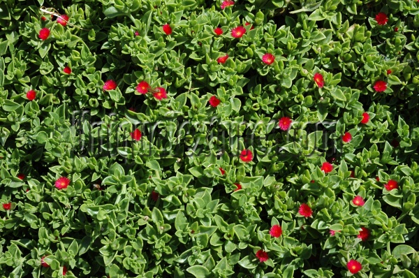 leaves natural tree/plant multicolored green 