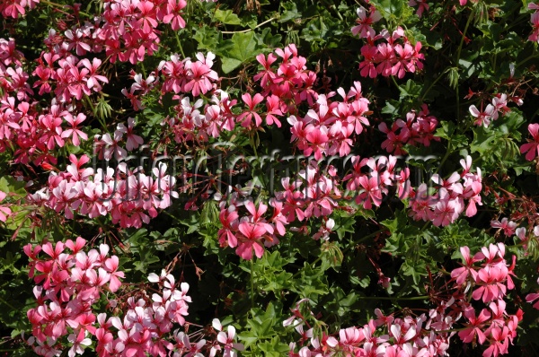 natural flowers vibrant multicolored pink