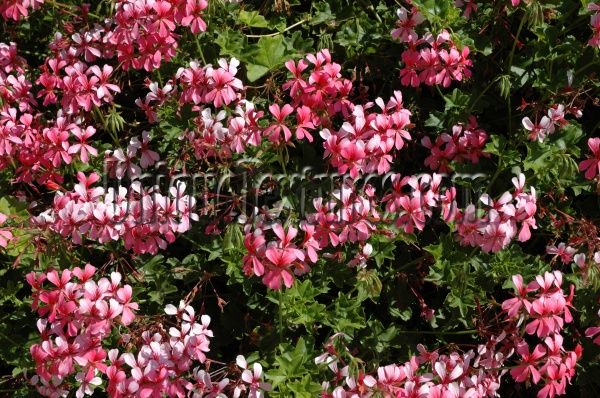 natural flowers vibrant multicolored pink