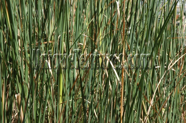 vertical random natural tree/plant grass green     