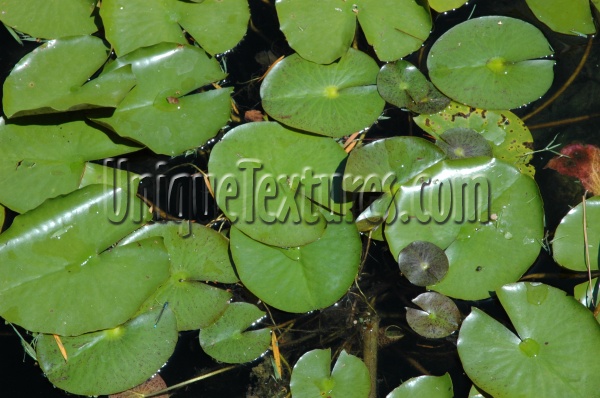 round wet natural liquid tree/plant green leaves         