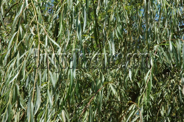 leaves random natural tree/plant green