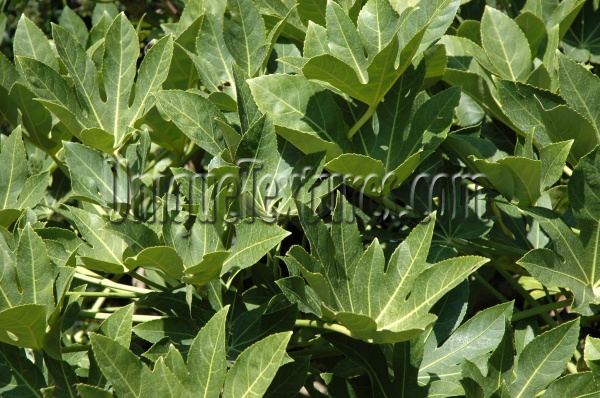 leaves random natural tree/plant green