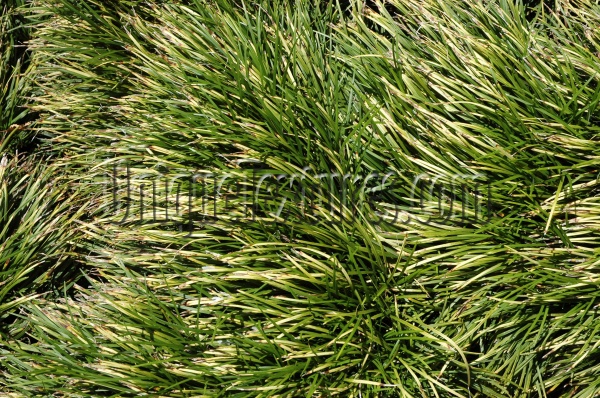 random natural grass green