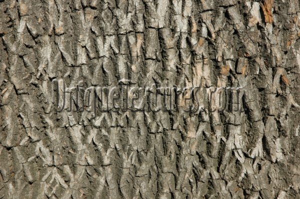 bark rough natural tree/plant gray  