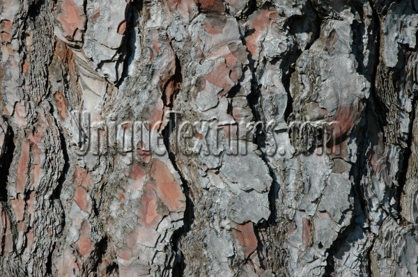 bark rough natural tree/plant gray  
