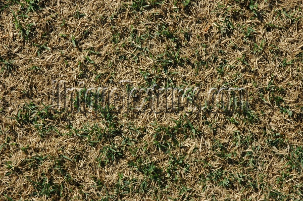 floor random dead natural grass dark brown  