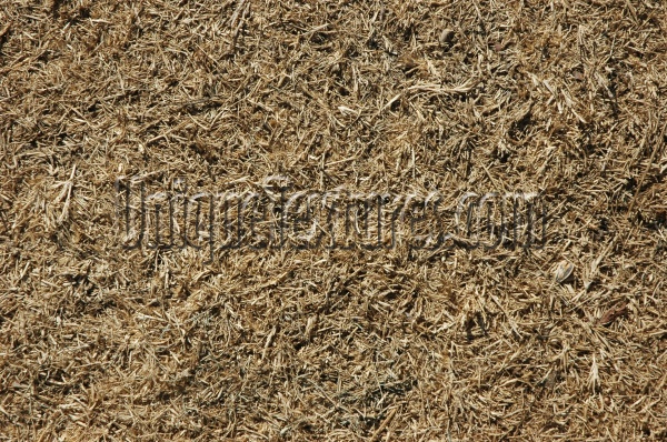 floor random dead natural grass tan/beige  