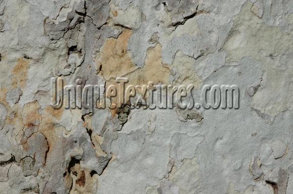 random natural tree/plant tan/beige gray  