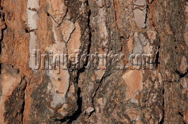 bark rough natural   tree/plant dark brown