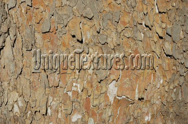 bark random cracked/chipped natural tree/plant tan/beige  