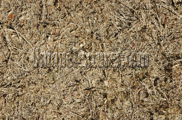 floor random dead natural grass tan/beige  