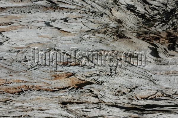 bark random rough natural tree/plant gray  