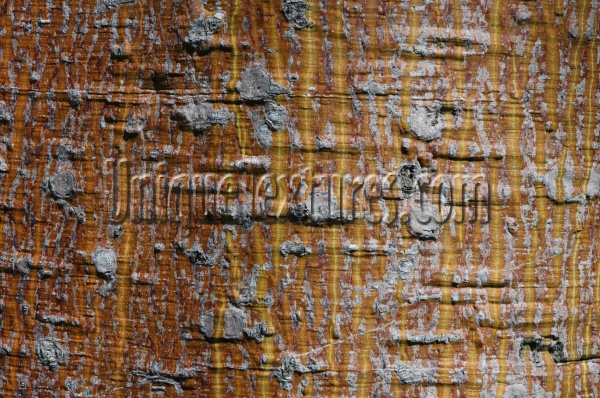 bark random natural   tree/plant multicolored
