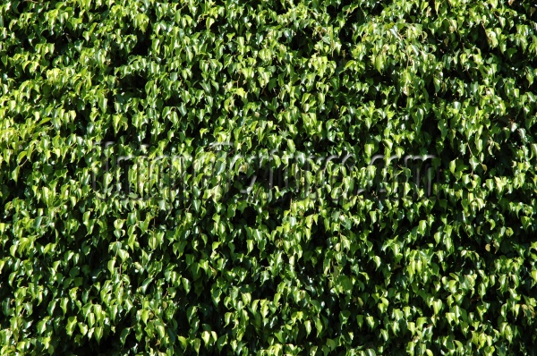 leaves random natural tree/plant green  