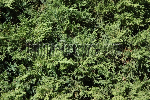 leaves random natural tree/plant green   