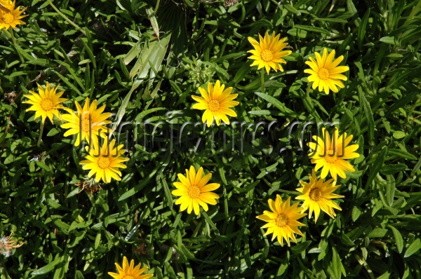 random natural flowers multicolored green