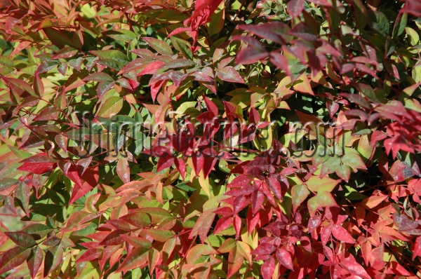 leaves random natural tree/plant vibrant multicolored red   