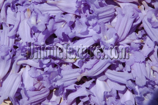 random natural flowers vibrant purple    