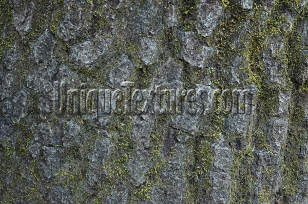 bark rough natural tree/plant gray  