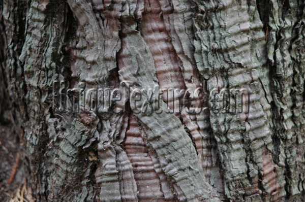 bark curves natural tree/plant dark brown