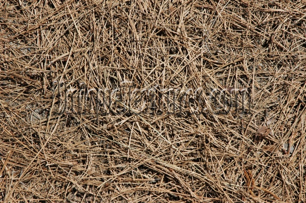 roots/twigs floor random dead natural tree/plant tan/beige    