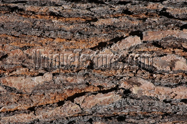 bark rough natural   tree/plant dark brown