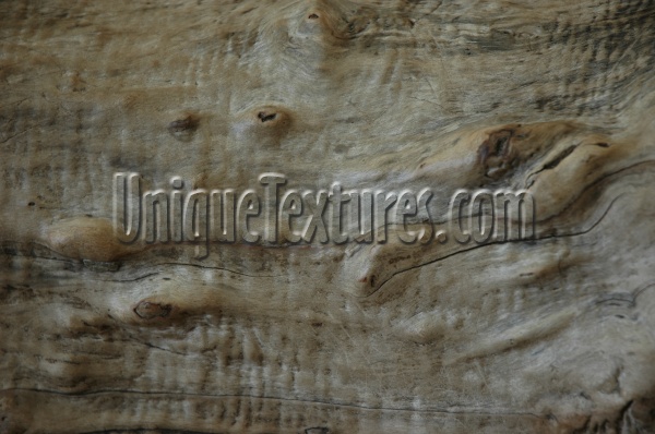 bark     curves natural tree/plant dark brown